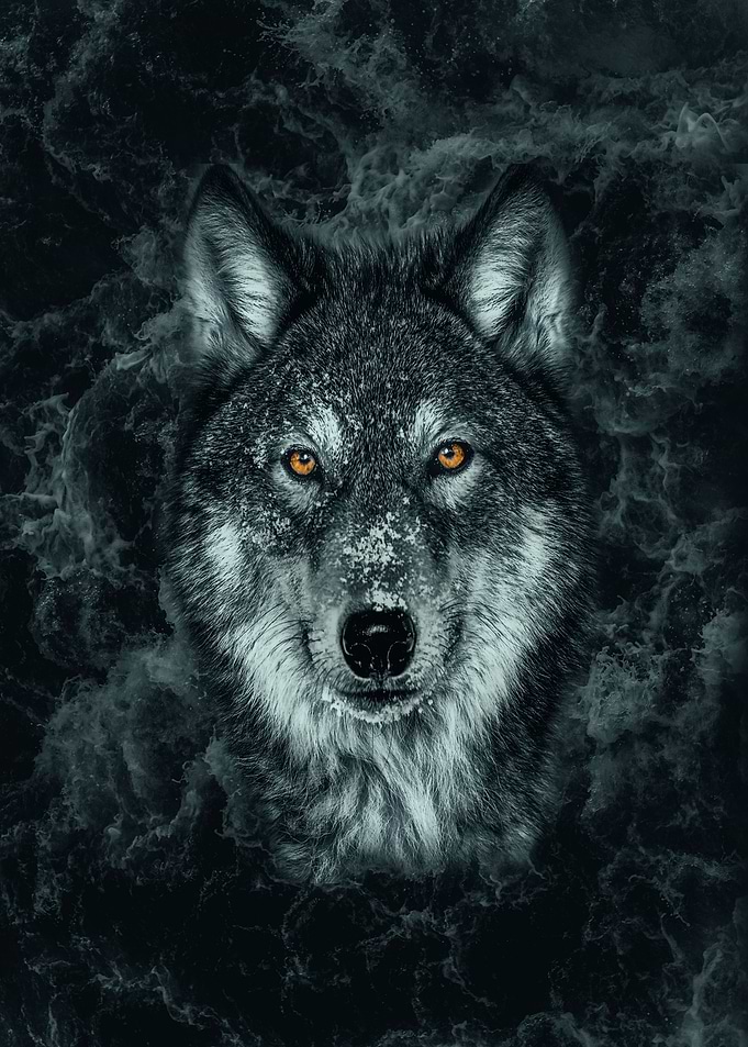 WOLF GAZE