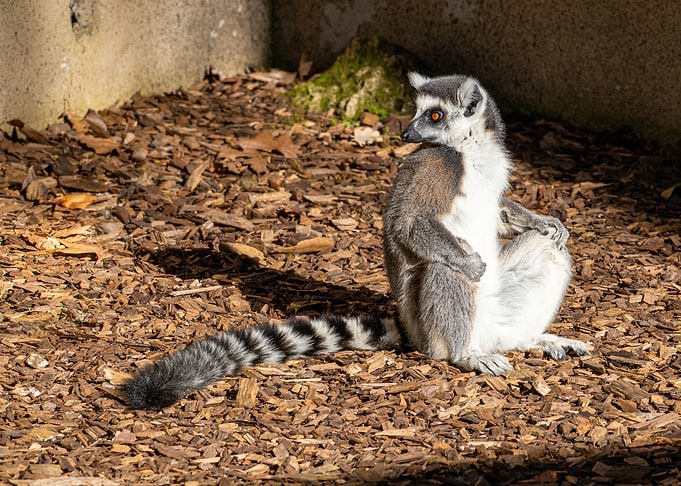 A ringtailed lemur