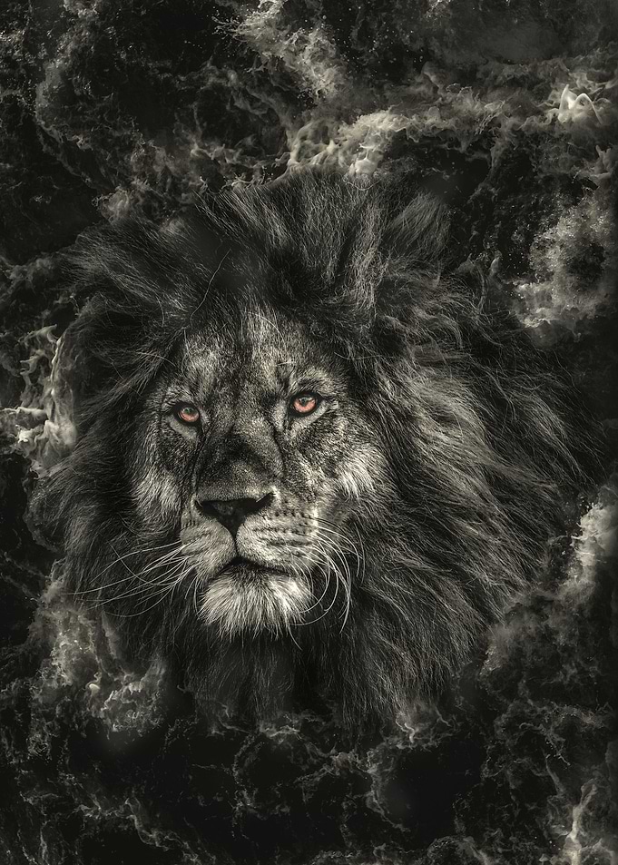 LION GAZE