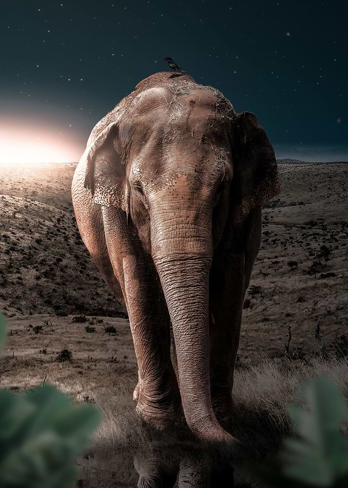 Midnight Elephant