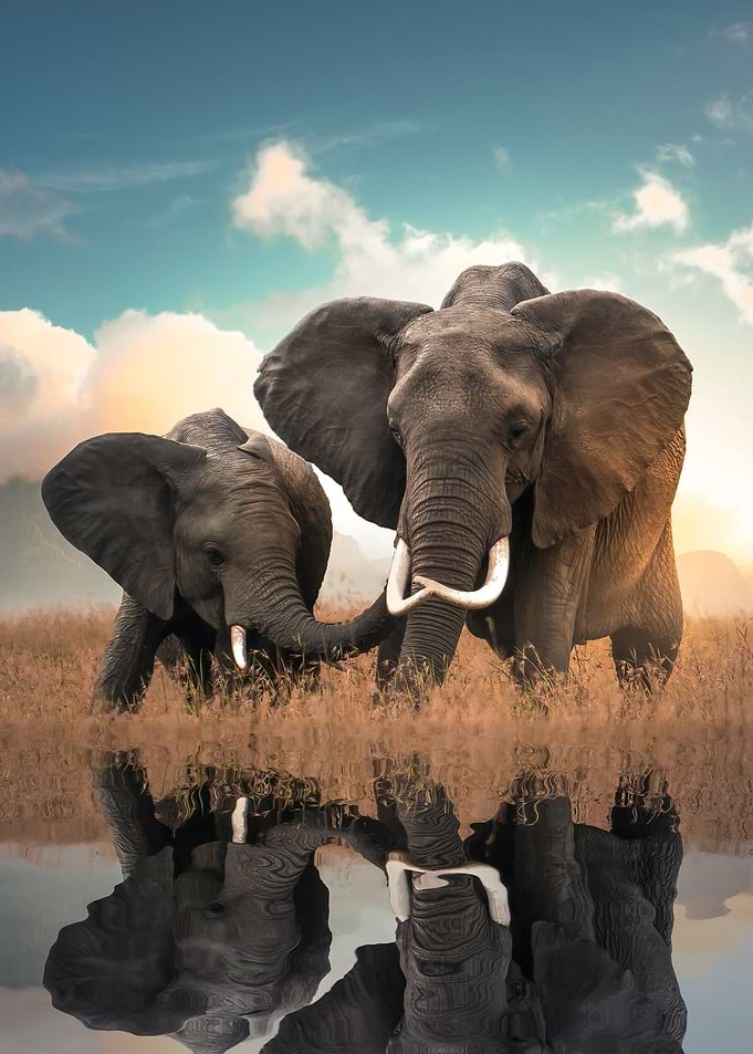 Elephant Love