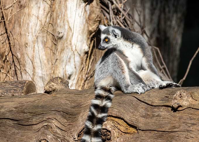 A ringtailed lemur