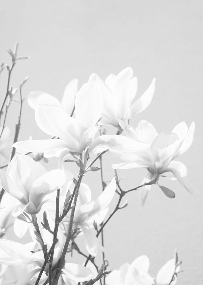 Magnolias Black White 1