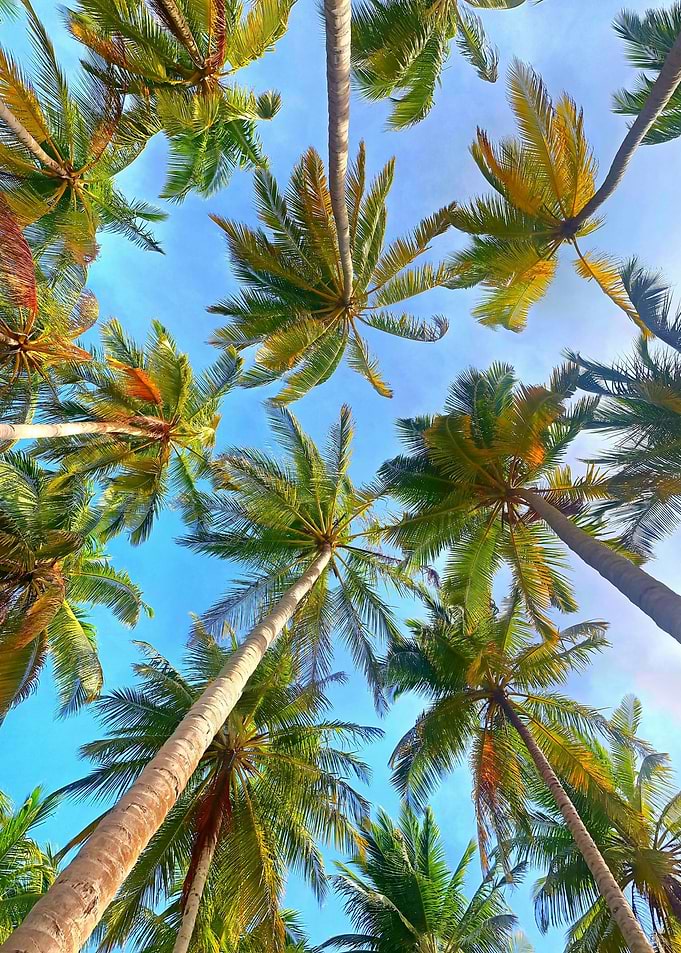 Coconut Trees Blue Sky