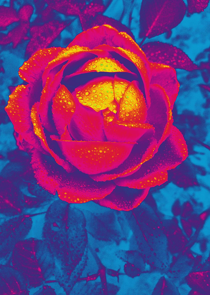 Rose artwork