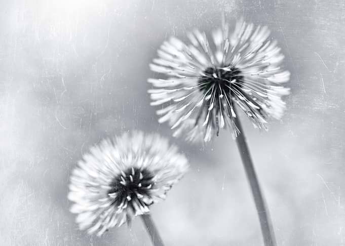 Dandelions