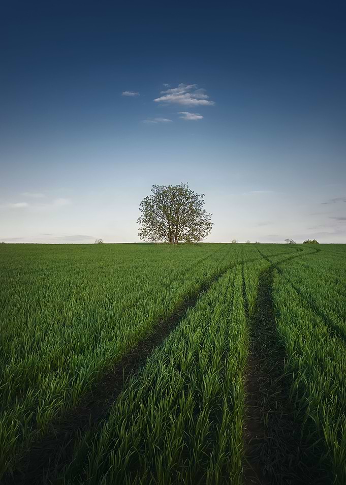 green summer landscape