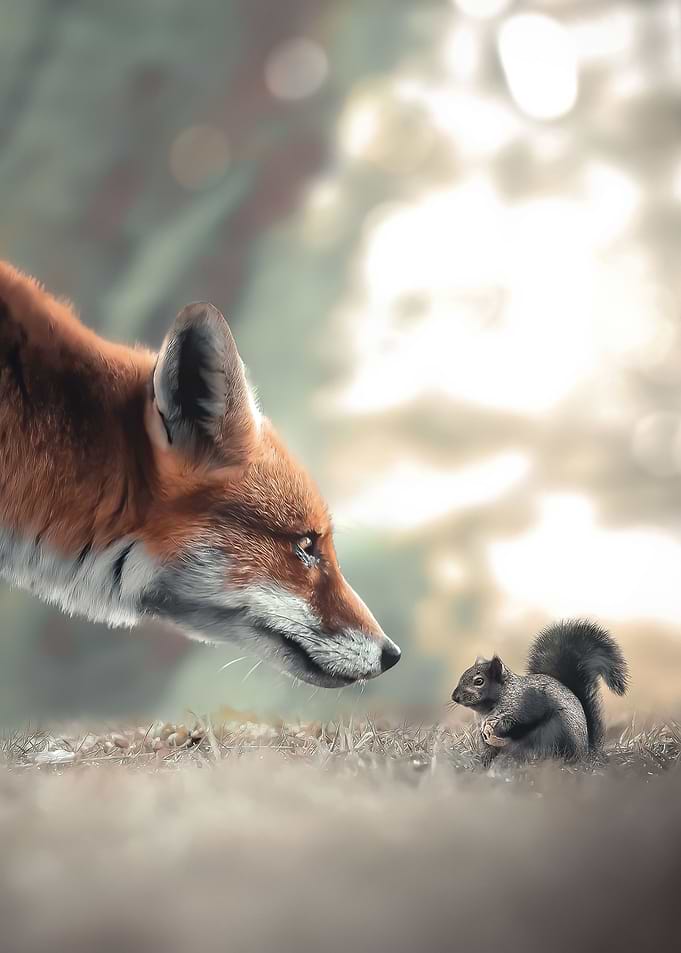 Fox Meets Squirrel