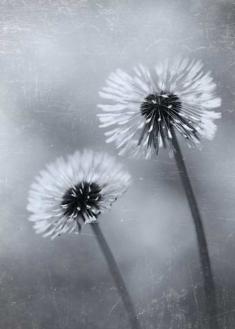 Dandelions
