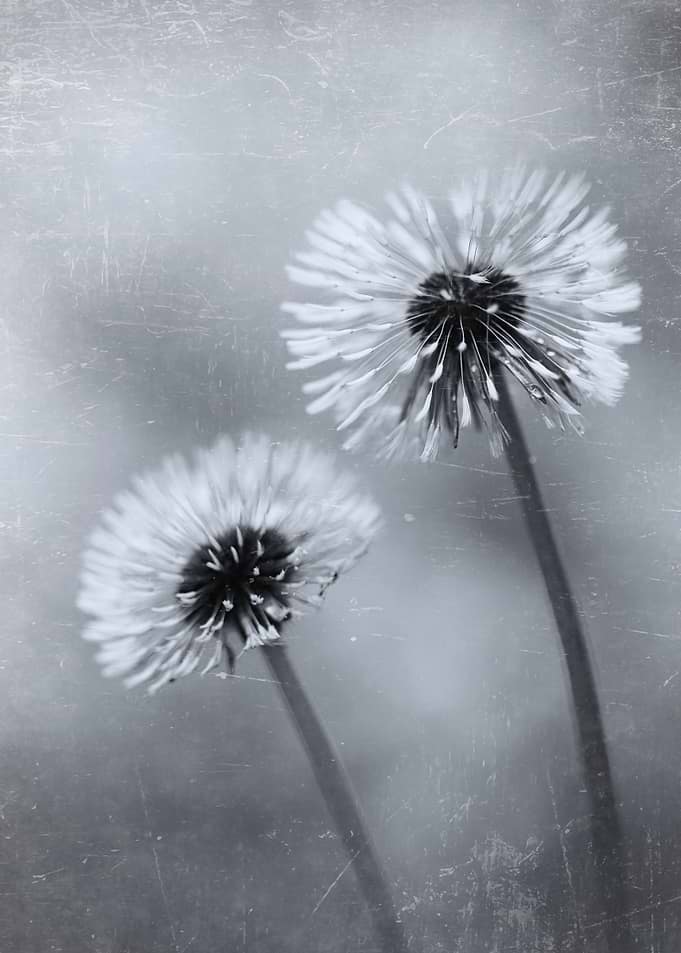 Dandelions