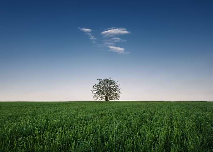 Lone tree in the field