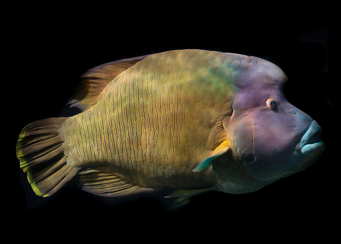 Animals Napoleon Fish