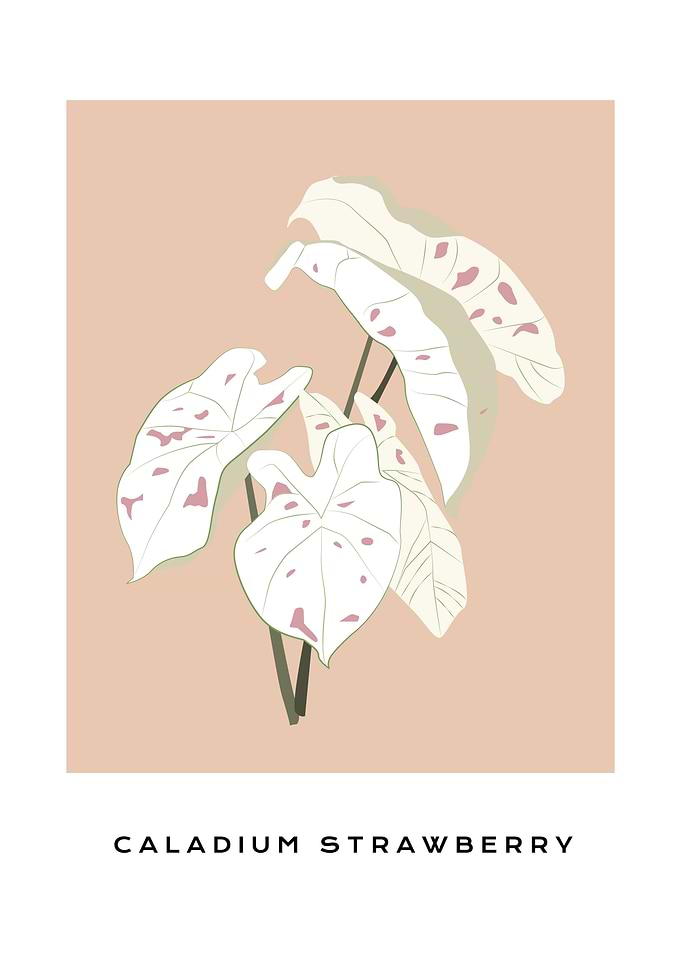 Caladium Strawberry leaf