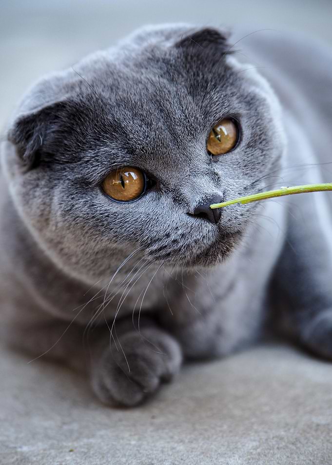 Cat Cats Feline Kitty