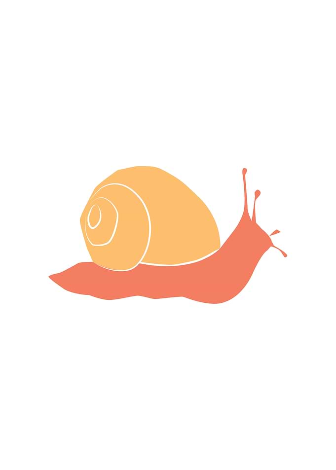 Cute Snail Insect
