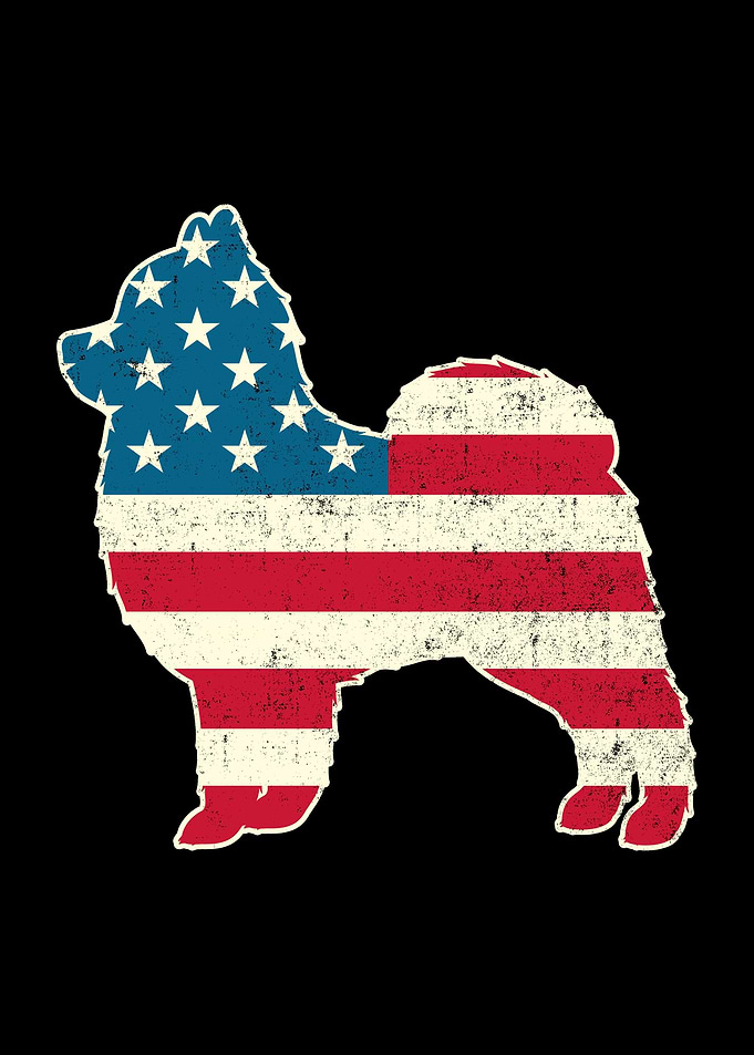 4th of July Pomeranian Dog