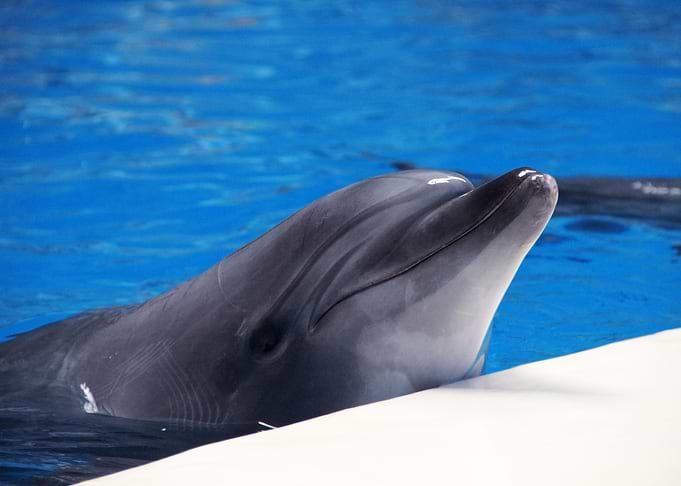 Dolphin attraction