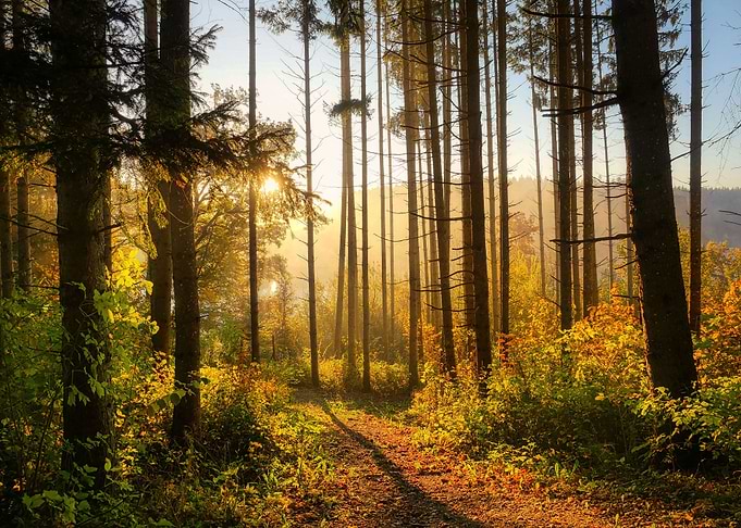 Sunset forest