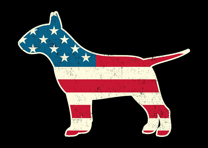 4th of July Bull Terrier