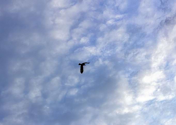bird flying