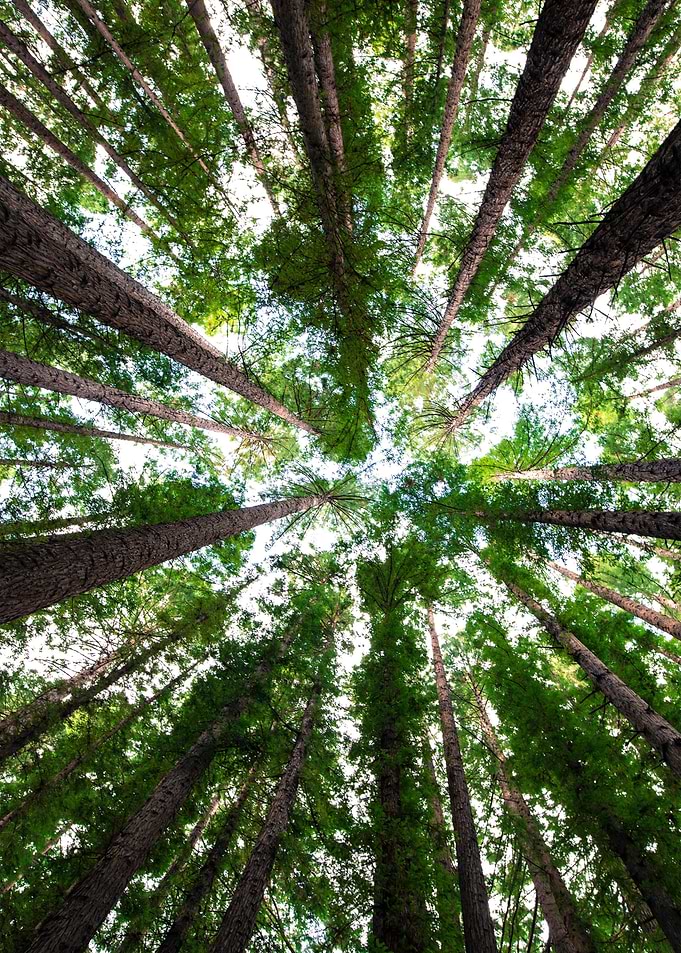 Trees