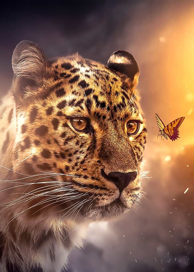Leopard Butterfly