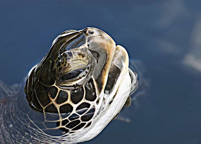 Turtle Head