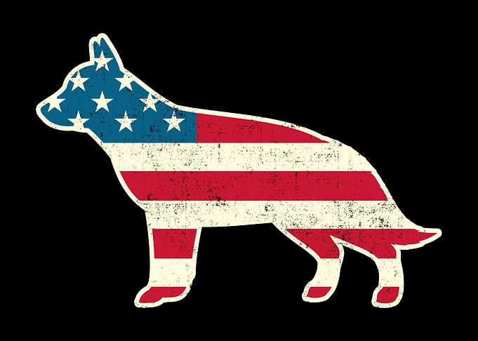4th of July German Shepher