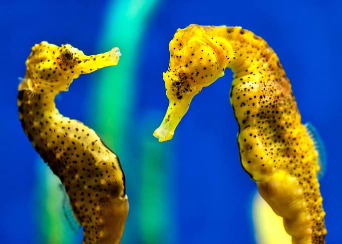 Sea treasures