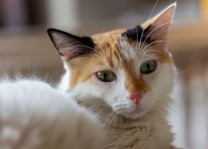 eyes cat