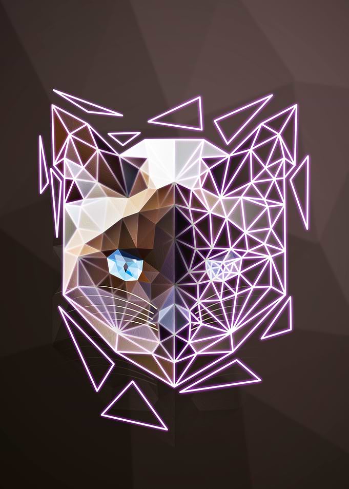 Siamese cat geometry