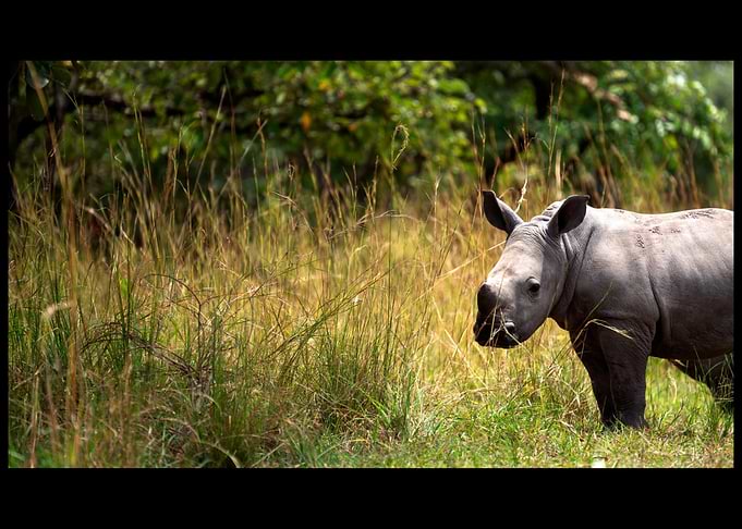 Rhino