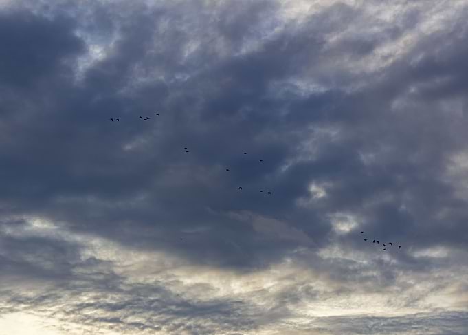 birds in the sky