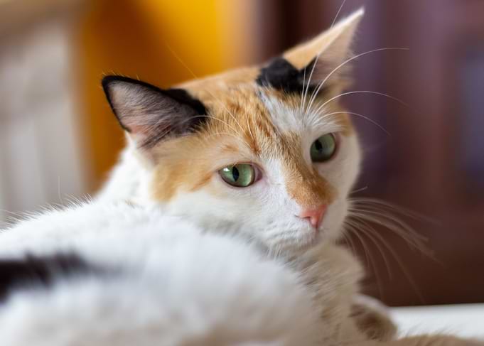 beautiful white cat