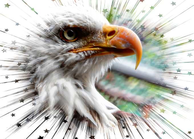 Whitehead eagle