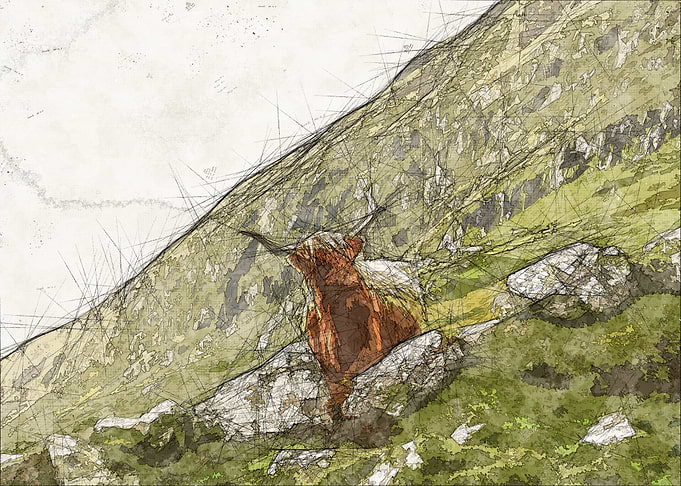 Highland Coo