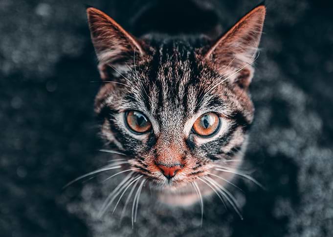 Beautiful Adorable Cat