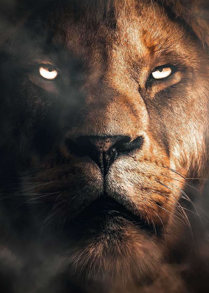 Lion Face