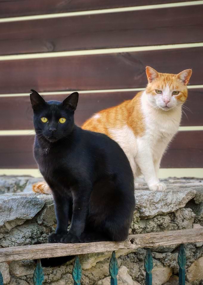 Cat Cats Feline Kitty