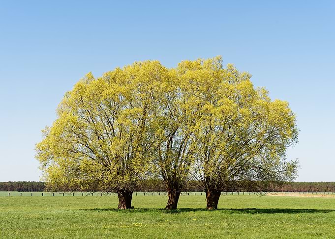 Spring trees