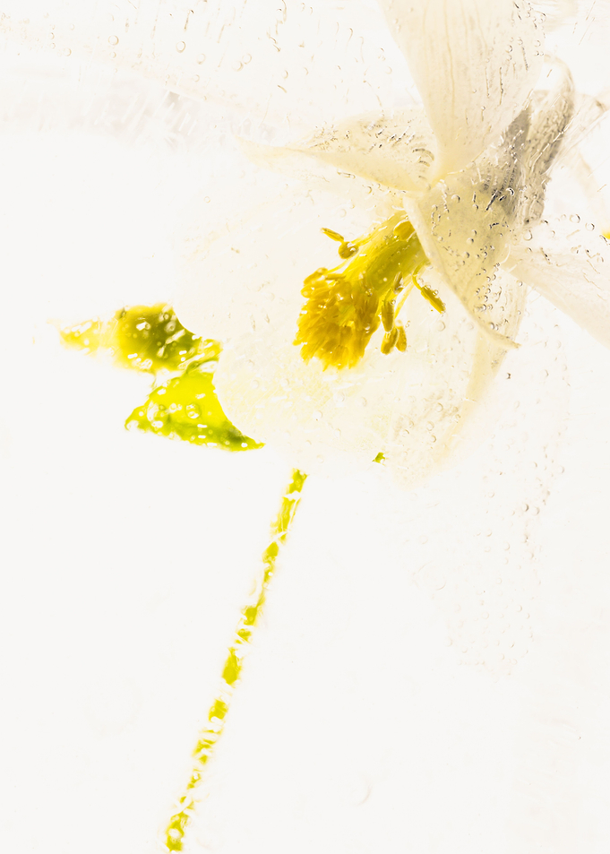 Aquilegia in ice 2