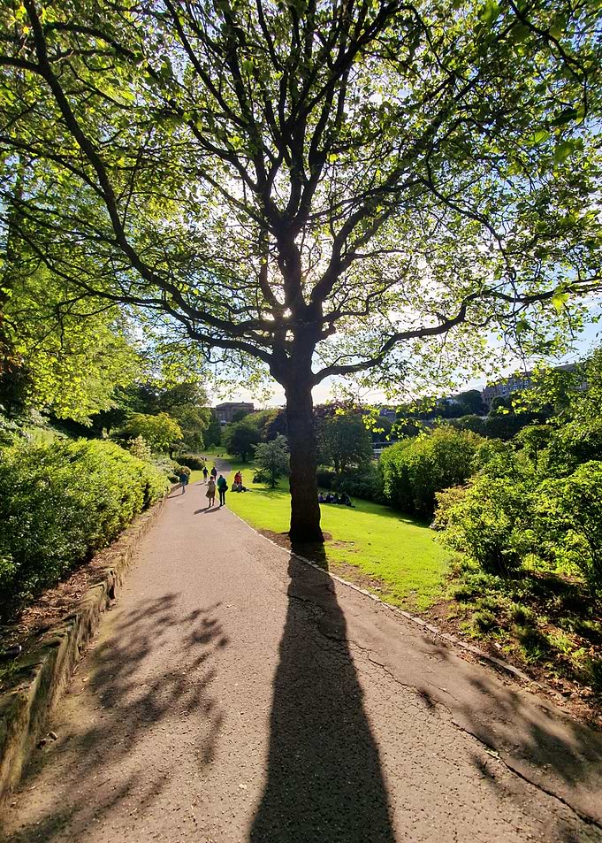 Magic Tree