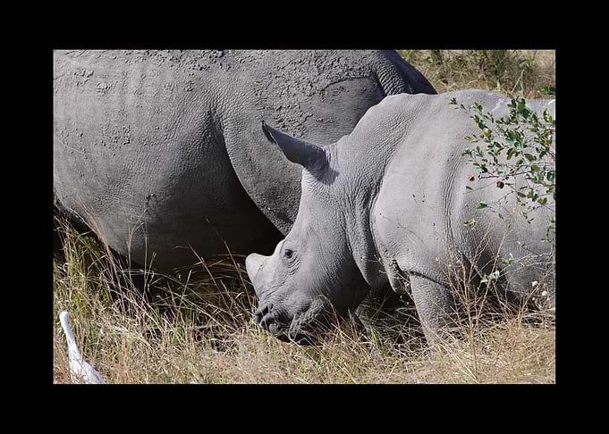 Rhino