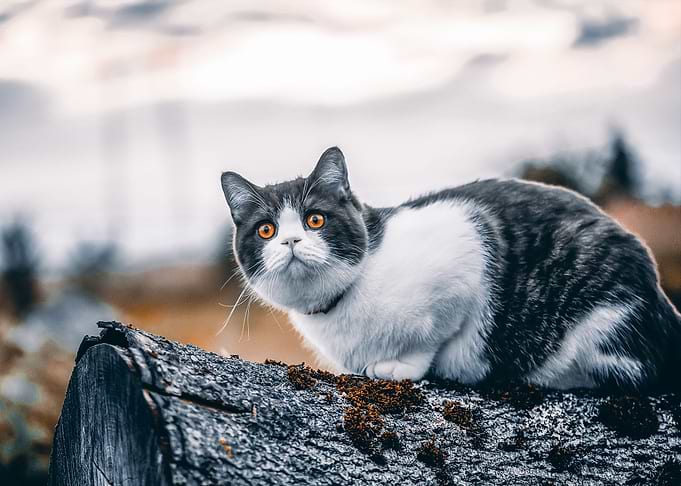 Adorable Cat Gifts