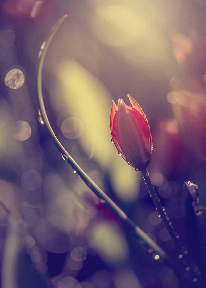 Magical red tulip, drops