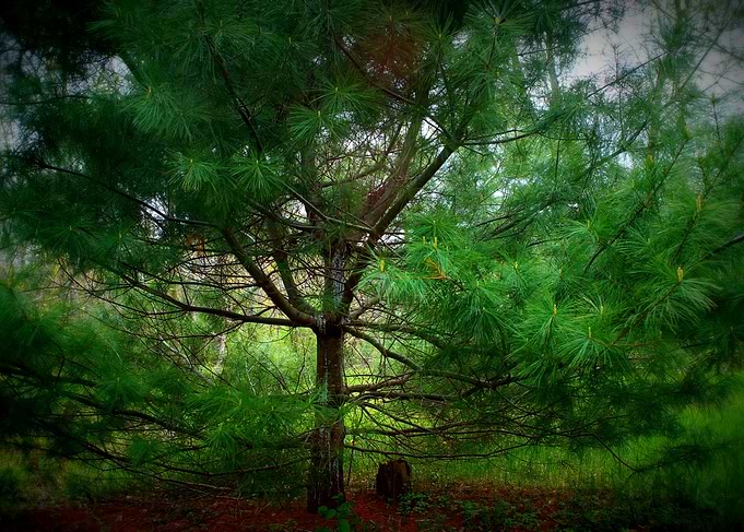 Sleeping Tree of Dreamland