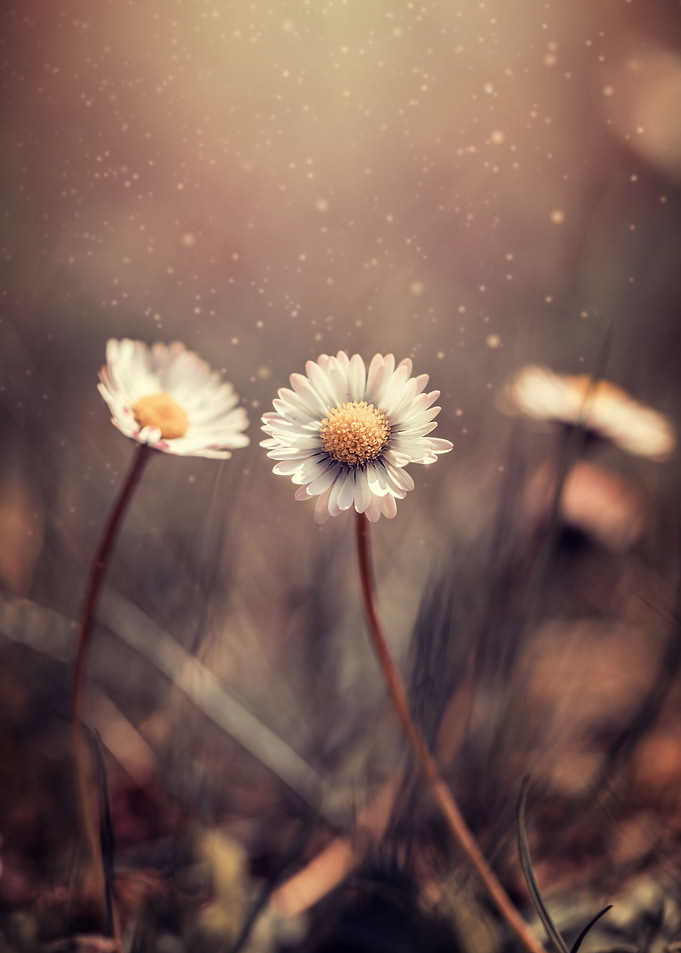 White Daisies in meadow