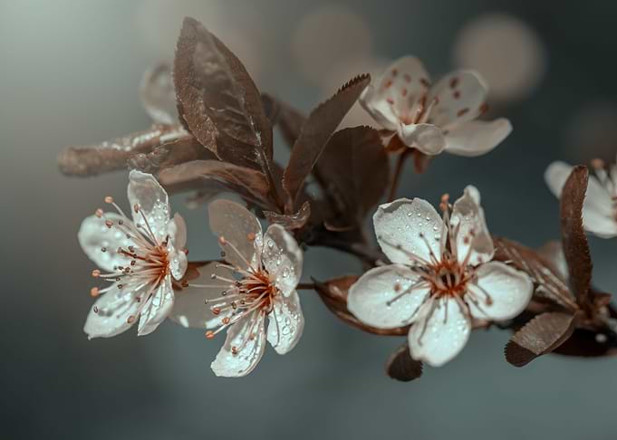 Cherry blossom tree
