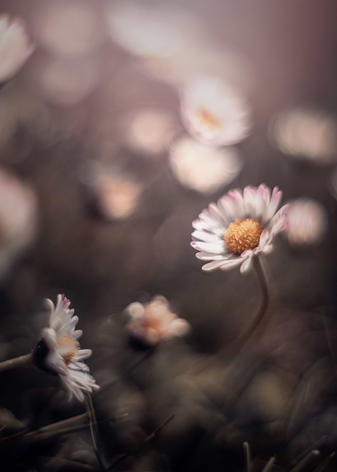 Daisies in the meadow