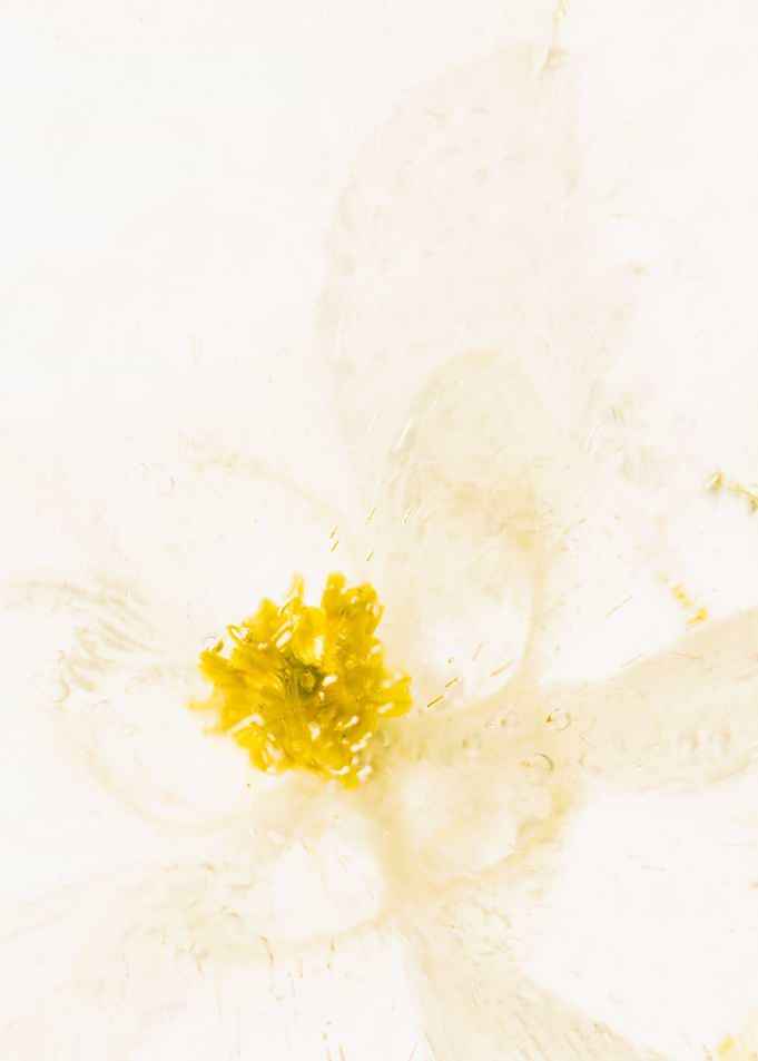 Aquilegia in ice 1